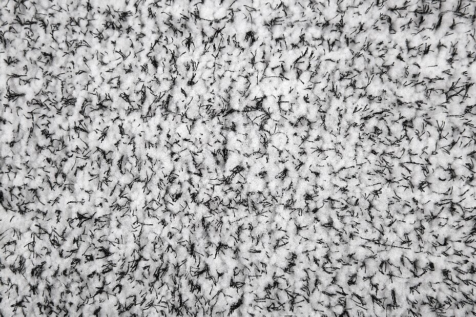Tepih 230x160 cm Damte (svijetlo siva) (obojen)